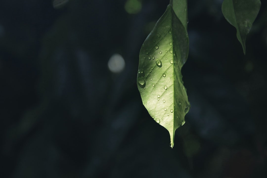 Die erstaunlichen Wirkungen von Shilajit auf Körper und Geist