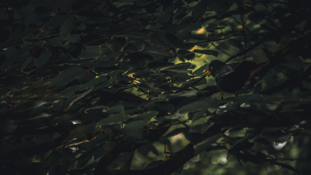 Der große Abschied von Horst Janson: Ein Schauspieler bleibt unvergessen